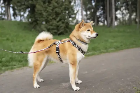 Shiba Inu, jedna z ras pierwotnych psów, na spacerze w parku.