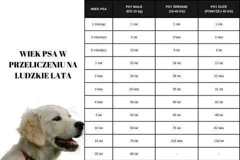 Golden retriever wielkość: tabela przelicza wiek psa na ludzkie lata, uwzględniając psy małe, średnie i duże.