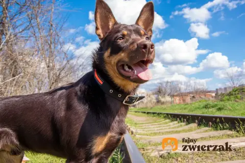 Wesoły owczarek australijski kelpie z językiem na wierzchu, stojący przy torach kolejowych w słoneczny dzień.