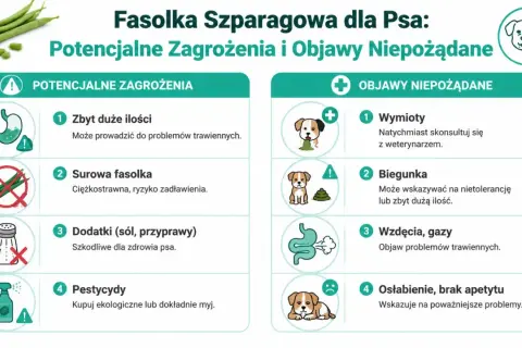 Czy pies może fasolkę szparagową? Obraz pokazuje zagrożenia: zbyt duże ilości, surowa fasolka, dodatki, pestycydy. Objawy: wymioty, biegunka, gazy, osłabienie.