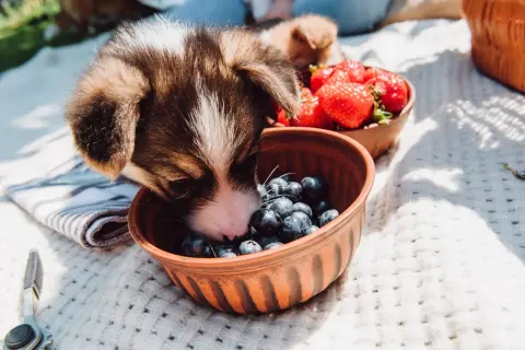 Szczeniak corgi wącha borówki, zastanawiając się, czy pies może jeść borówki. Obok miska z truskawkami.