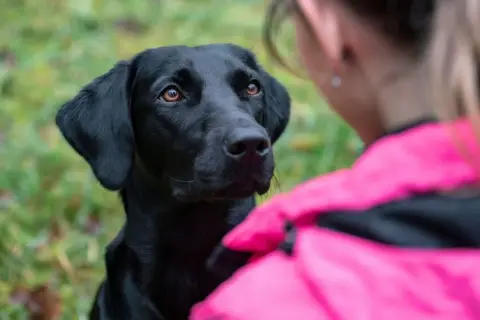 Czarny labrador patrzy z uwagą na dziewczynę w różowej kurtce. Zastanawiasz się, dlaczego pies chodzi za mną krok w krok? To znak miłości i przywiązania.