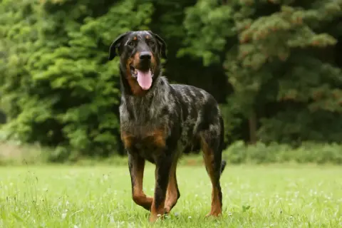 Piękny owczarek francuski beauceron z merle umaszczeniem, z językiem na wierzchu, stoi na zielonej łące.