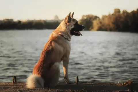 Akita amerykańska czarna, dumny pies siedzi nad wodą, wpatrując się w dal.