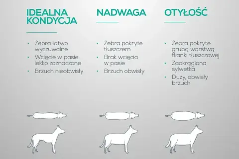Porównanie sylwetek psów: idealna kondycja, nadwaga i otyłość. Nadwaga u psa objawia się brakiem wcięcia w pasie i obwisłym brzuchem.