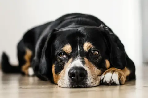 Smutny piesek leży na podłodze. Czas na Pyrantelum dla psa, dawka jest ważna dla jego zdrowia.