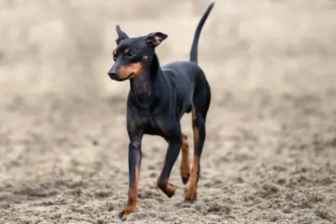 Czarny english toy terrier z rudymi znaczeniami biegnie po piaszczystym podłożu.