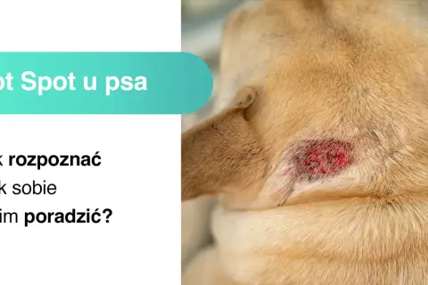Obrzękłe, zaczerwienione miejsce na skórze psa to **hot spot u psa**. Dowiedz się, jak go rozpoznać i leczyć.