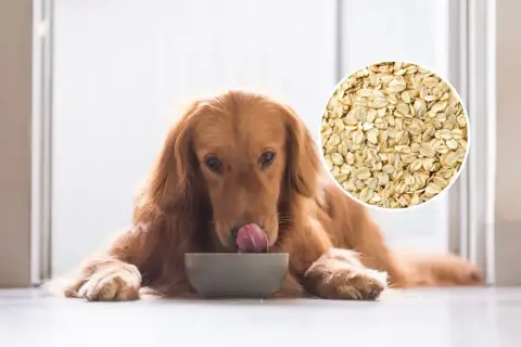 Złoty retriever liże miskę, zastanawiając się, czy pies może jeść płatki owsiane. Obok widać zbliżenie na płatki.