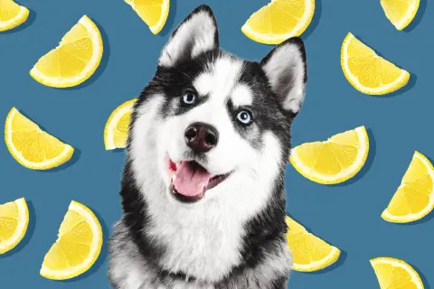Słodki husky z niebieskimi oczami, otoczony plasterkami cytryny. Czy pies może cytryne? Ten psiak wygląda na zadowolonego, mimo otoczenia cytrusami.