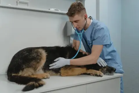 Weterynarz bada owczarka niemieckiego, który się trzęsie. Pies leży na stole, a lekarz osłuchuje go stetoskopem.