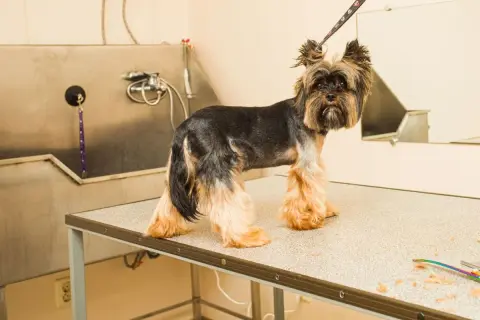 Yorkshire terrier, jedna z ras psów bez podszerstka, czeka na kąpiel w salonie groomerskim.