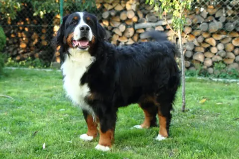 Bernese mountain dog, nie border collie, stoi na trawie. W tle stos drewna i siatka.