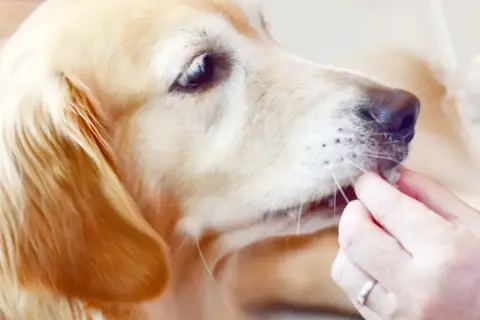Złoty retriever dostaje smakołyk. Czy pies może jeść pasztet? To pytanie często zadają właściciele czworonogów.
