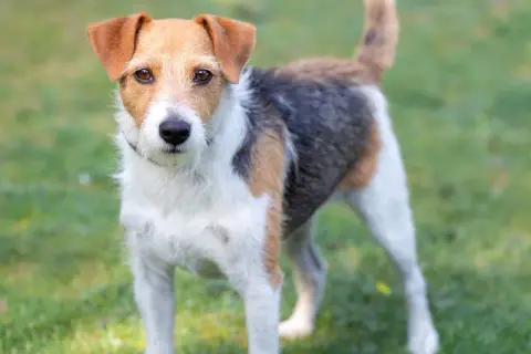 Parson russell terrier charakter: energiczny, ciekawski piesek o trójkolorowym umaszczeniu, gotowy do zabawy na trawie.