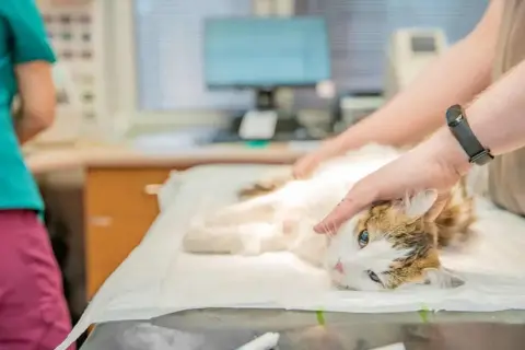 Weterynarz bada kota, szukając domowych sposobów na zatwardzenie u kota. Kot leży na stole, a jego głowa jest delikatnie głaskana.