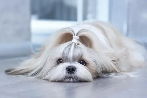Słodki shih tzu z uroczą kokardką na głowie, leżący na podłodze. Jego łagodny charakter widać w spojrzeniu.