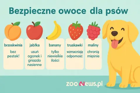 Uśmiechnięty piesek cieszy się owocami: brzoskwinią, jabłkiem, bananem, truskawką i maliną. Dowiedz się, co jedzą psy!