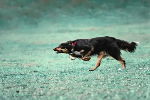 Pies w szaleńczym pędzie, doświadczający **zoomies u psa**. Czarny pies z rudymi znaczeniami pędzi przez zieloną trawę, z językiem na wierzchu i w pełni energii.