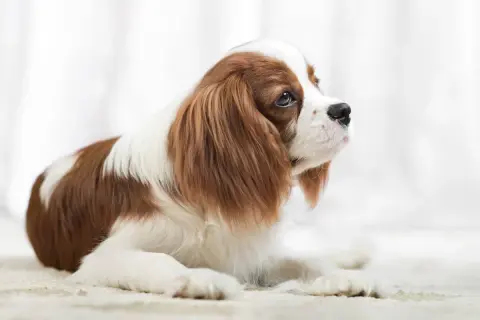 Uroczy Cavalier King Charles Spaniel, znany z tego, że jest jednym z najłagodniejszych psów dla dziecka, leży na jasnym tle.