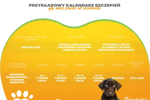 Kalendarz szczepień dla psa, w tym Nobivac. Pokazuje dawki i terminy szczepień przeciwko wściekliźnie i chorobom zakaźnym.