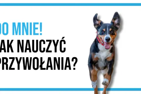 Radosny pies biegnie do Ciebie! Dowiedz się, jak nauczyć psa przywołania, by zawsze wracał na zawołanie.