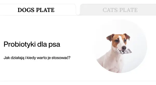 Jack Russell terrier z blistrem tabletek w pysku. Dowiedz się, jakie suplementy dla psa są najlepsze.