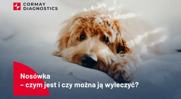Smutny piesek leży na białym tle. Napis "Nosówka - czym jest i czy można ją wyleczyć?" sugeruje, jak wygląda nosówka u psa.
