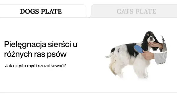 Pielęgnacja długiej, dwukolorowej sierści psa rasy cocker spaniel, szczotkowanej przez groomera.