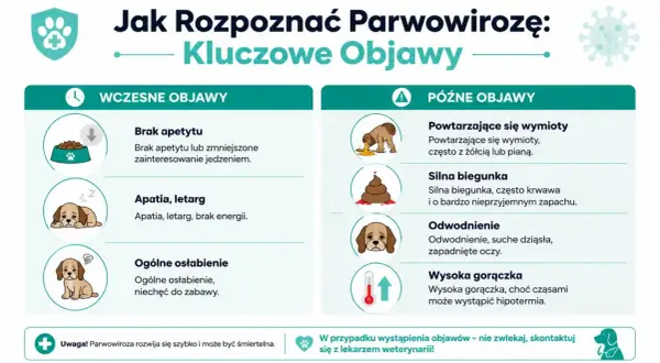 Objawy parwowirozy u szczeniaka: brak apetytu, apatia, wymioty, biegunka, odwodnienie, gorączka. Szybka reakcja jest kluczowa.
