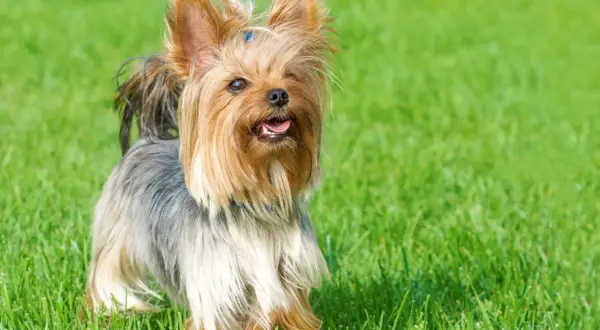 Uroczy yorkshire terrier z niebieską kokardką na głowie, wesoło merdający ogonkiem na zielonej trawie.