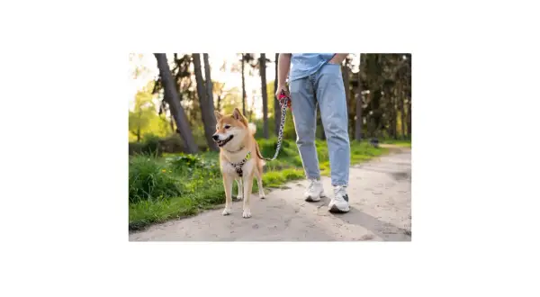 Shiba Inu na smyczy w parku, idealny przykład, jak nauczyć psa chodzić na smyczy.