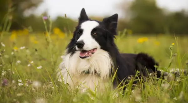Inteligentny border collie z charakterystycznym czarno-białym umaszczeniem leży na łące pełnej kwiatów.