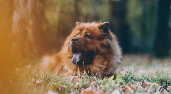 Puszysty pies rasy chow chow leży na trawie, z językiem na wierzchu.