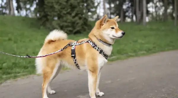 Shiba Inu, jedna z ras pierwotnych psów, na spacerze w parku.