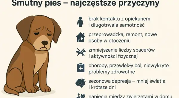 Smutny pies, który wyje pod nieobecność właścicieli, może cierpieć z powodu samotności, zmian w otoczeniu lub problemów zdrowotnych.