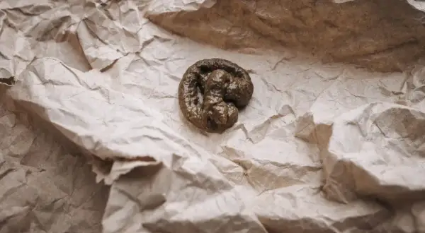 Oto jak wygląda kupa kota: brązowa, zwinięta w spiralę, leżąca na pogniecionej brązowej papierowej serwetce.