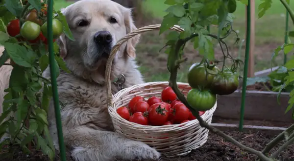 Złoty retriever pilnuje koszyka z pomidorami. Czy pies może jeść pomidory? Ten słodziak wydaje się mieć własne zdanie.