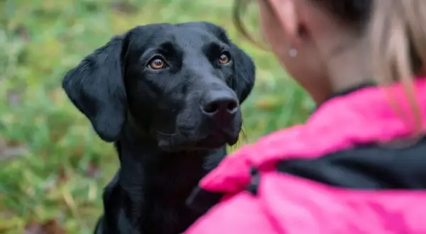 Czarny labrador patrzy z uwagą na dziewczynę w różowej kurtce. Zastanawiasz się, dlaczego pies chodzi za mną krok w krok? To znak miłości i przywiązania.