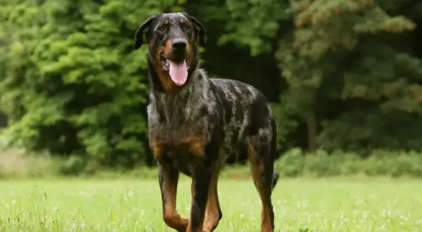 Piękny owczarek francuski beauceron z merle umaszczeniem, z językiem na wierzchu, stoi na zielonej łące.