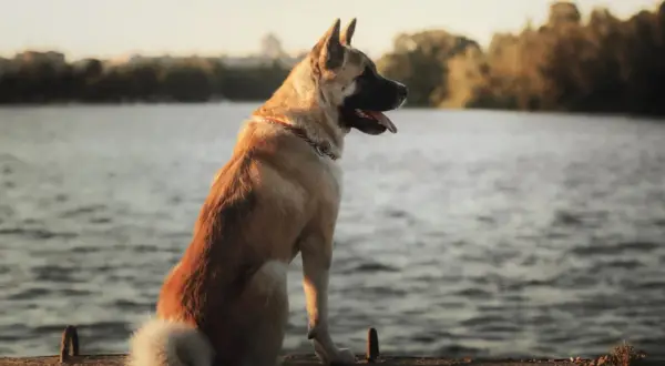 Akita amerykańska czarna, dumny pies siedzi nad wodą, wpatrując się w dal.