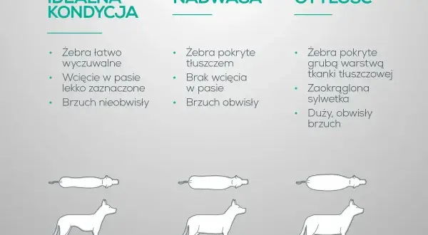 Porównanie sylwetek psów: idealna kondycja, nadwaga i otyłość. Nadwaga u psa objawia się brakiem wcięcia w pasie i obwisłym brzuchem.