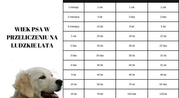 Tabela przelicza wiek psa na ludzkie lata. 15 lat psa to nawet 118 lat dla dużych ras!