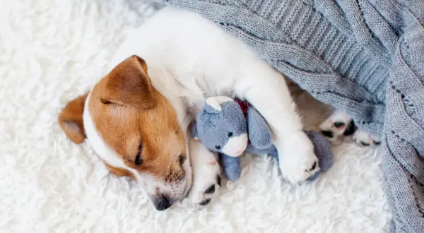 Szczeniak Jack Russell Terrier śpi wtulony w pluszowego misia pod szarym kocem. To piękny przykład, jak pies okazuje zaufanie, czując się bezpiecznie i kochany.