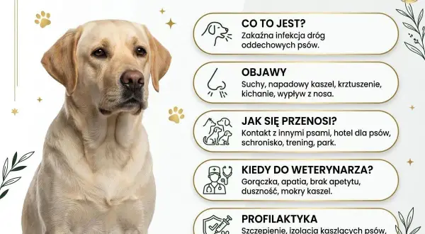 Labrador z kaszlem kenelowym, który może wywołać odruch wymiotny. Objawy: suchy kaszel, kichanie, gorączka.