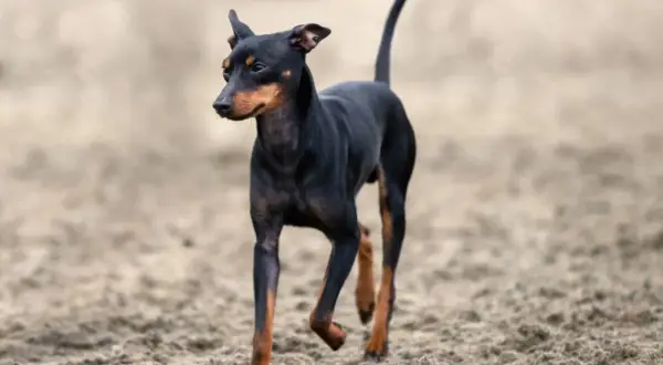 Czarny english toy terrier z rudymi znaczeniami biegnie po piaszczystym podłożu.
