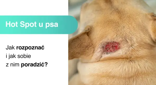 Obrzękłe, zaczerwienione miejsce na skórze psa to **hot spot u psa**. Dowiedz się, jak go rozpoznać i leczyć.