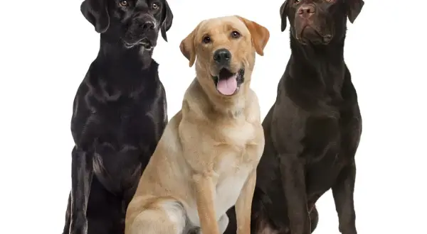 Trzy labradory: czarny, biszkoptowy i czekoladowy, siedzą obok siebie. Biszkoptowy wygląda, jakby właśnie zrozumiał, kiedy labrador mądrzeje.