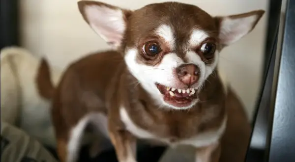 Brązowy chihuahua z białymi znaczeniami pokazuje zęby. Czy psy się uśmiechają? Ten piesek wygląda na zadowolonego!