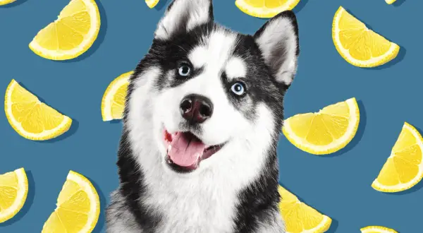 Słodki husky z niebieskimi oczami, otoczony plasterkami cytryny. Czy pies może cytryne? Ten psiak wygląda na zadowolonego, mimo otoczenia cytrusami.